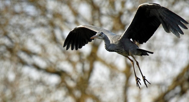 Airone cenerino che sorvola il lago