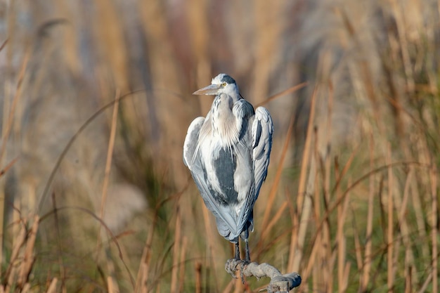 Airone cinerino (Ardea cinerea) Malaga, Spagna