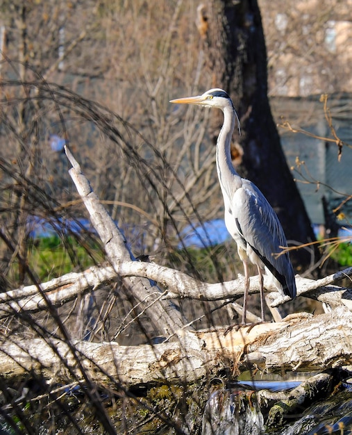 Airone cinerino Ardea cinerea nel suo habitat naturale