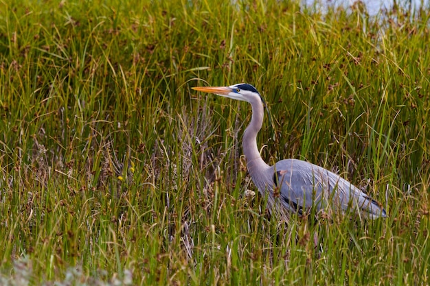 Airone di grande azzurro in habitat nativo su South Padre Island, TX.