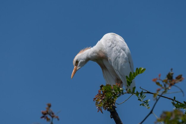 Airone guardabuoi, Bubulcus ibis, seduto su un bastone contro il cielo.