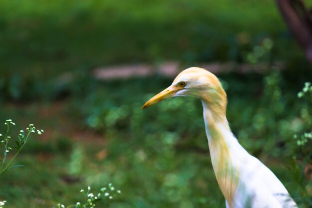 Airone guardabuoi o noto come bubulcus Ibis in piedi saldamente vicino alle piante per insetti e parassiti