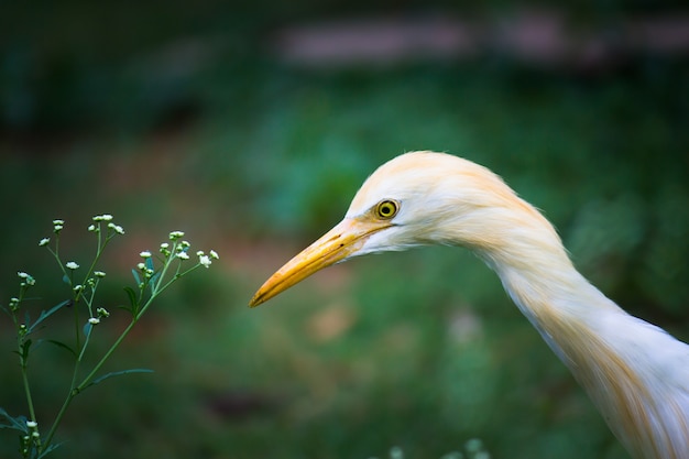 Airone guardabuoi o noto come bubulcus Ibis in piedi saldamente vicino alle piante per insetti e parassiti