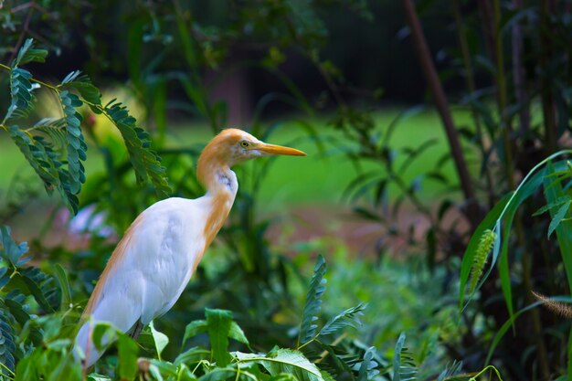 Airone guardabuoi o noto come bubulcus Ibis nel suo ambiente naturale nel parco