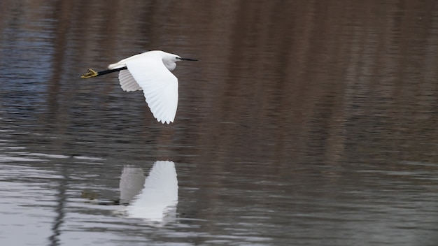 Airone in volo sul lago