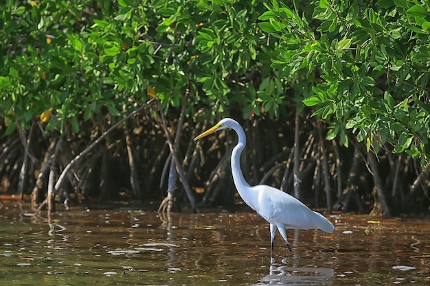 airone mangrovia, fauna selvatica, airone bianco nella giungla
