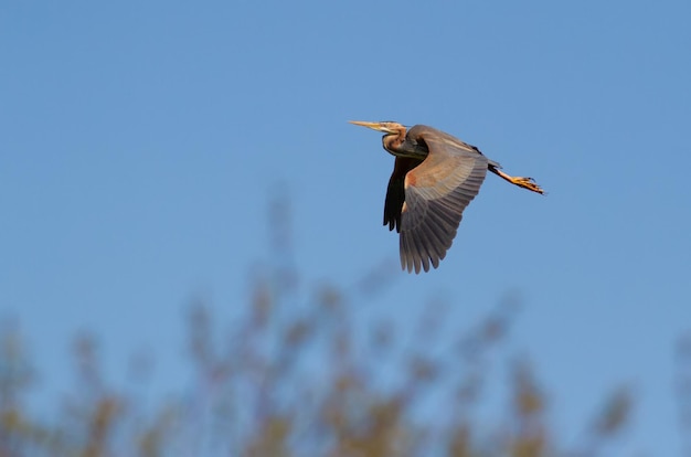 Airone rosso Ardea purpurea Uccello in volo