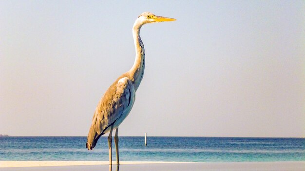 Airone seduto in piscina, Maldive.