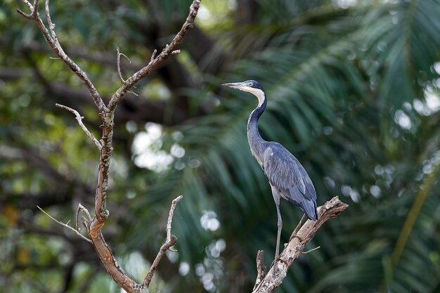 Airone testanera Ardea melanocephala