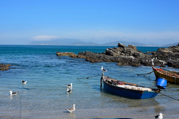 Aironi che pescano sul mare Cabo Frio Rio de Janeiro