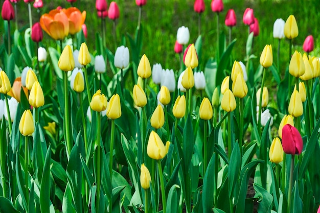 Aiuola con coloratissimi tulipani rossi gialli e bianchi