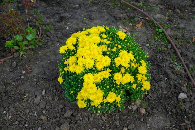 Aiuola con crisantemo giallo in fiore