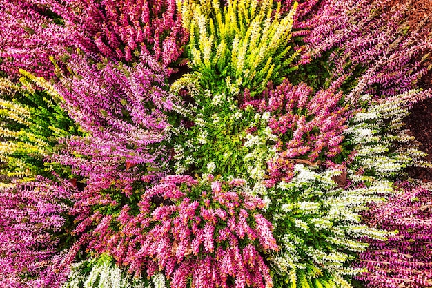 Aiuola con fiori di erica rosa e bianchi. Disposizione autunnale. Sfondo floreale. Decorazione della tomba. Vista dall'alto