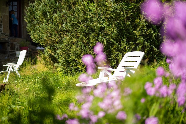 Aiuola con fiori di verbena viola