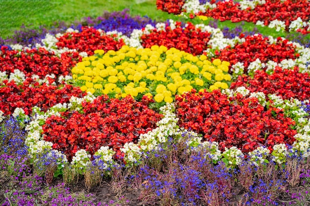 Aiuola con fiori gialli e rossi. Progettazione del paesaggio. Fiori colorati.