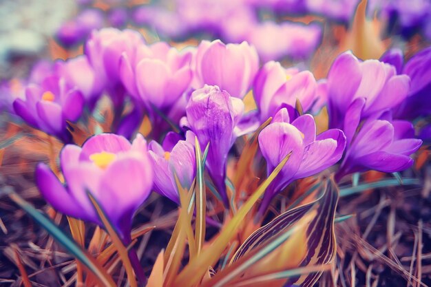 aiuola con fiori nel parco cittadino in primavera