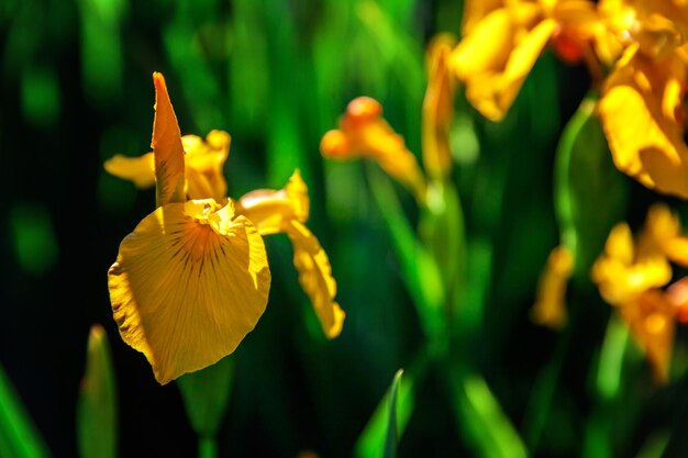 Aiuola con iridi gialle e sfondo bokeh sfocato