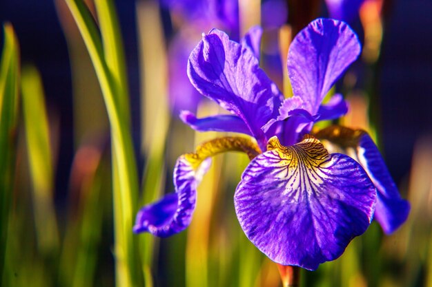 Aiuola con iridi viola e sfondo bokeh sfocato