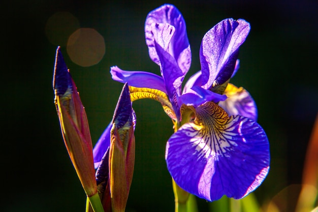 Aiuola con iris viola