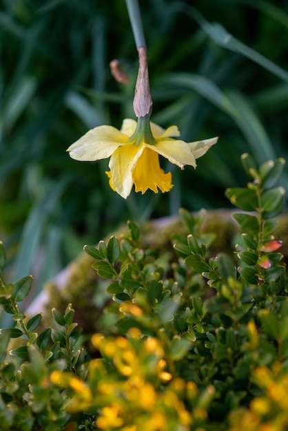 Aiuola con narcisi gialli al tramonto