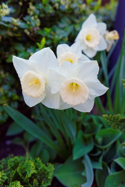 Aiuola con narciso bianco nel centro di Philadelphia, Pennsylvania, USA.