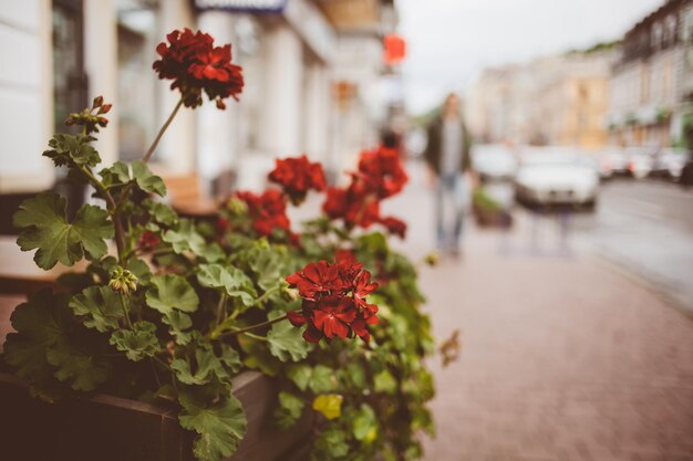 Aiuola con petunie rosse sulla strada Fiore artificiale di decorazione colorata nel vaso