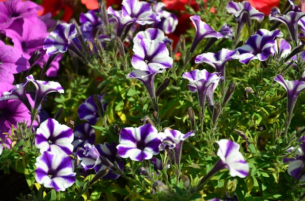 Aiuola con petunie viola e viola multicolori.