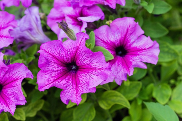 Aiuola con petunie viola primo piano Fiori di petunia sbocciano fiori di petunia