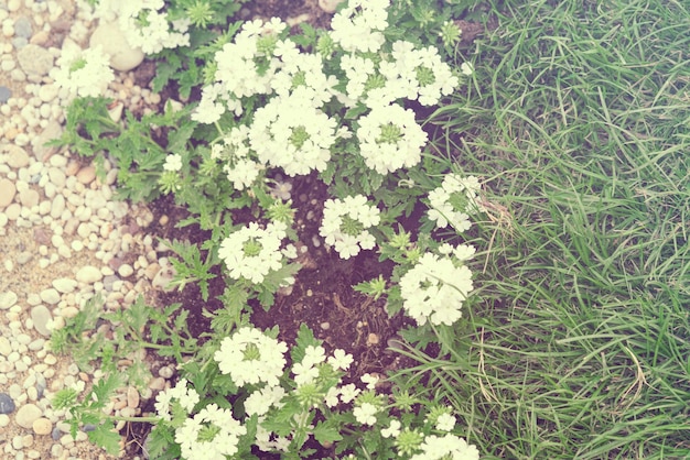 Aiuola con piccoli fiori bianchi e pietre Tonica