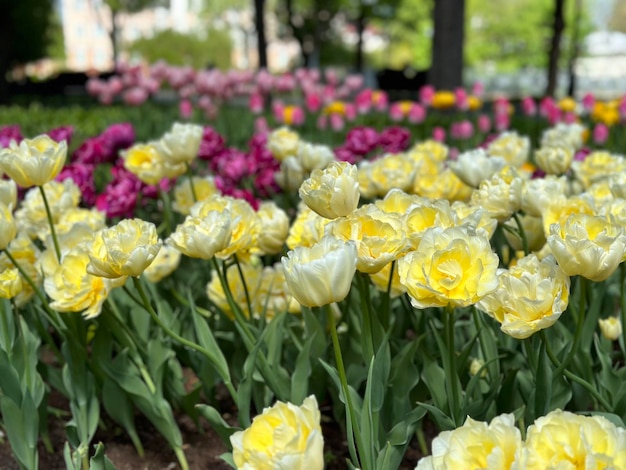 aiuola con tulipani colorati