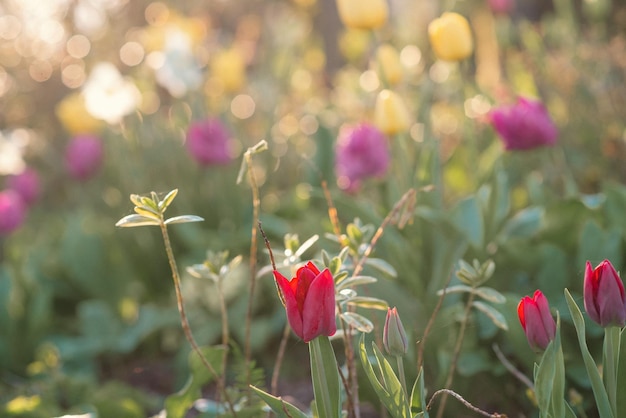 Aiuola con tulipani gialli al tramonto