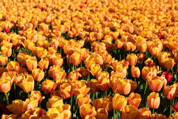 Aiuola del campo di fiori di tulipano giallo con sfondo naturale colorato