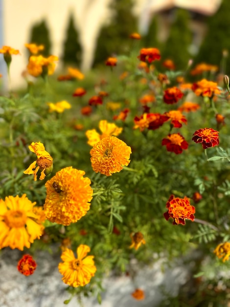 aiuola di calendula