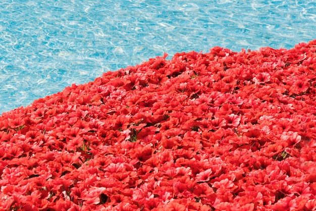 Aiuola di fiori rosso vivo e acqua