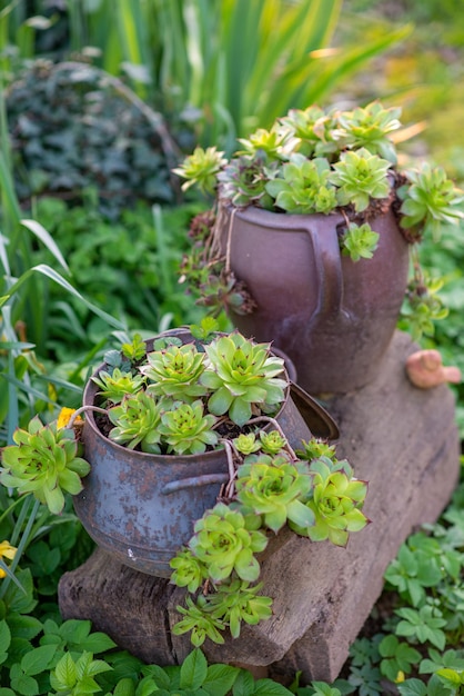 Aiuola di primavera con fiori al tramonto