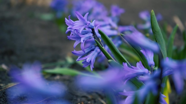 Aiuola di profumati giacinti viola fiori sullo stelo circondato da foglie verdi sotto la luminosa luce del sole primaverile rimpicciolisci primo piano concetto giardino primaverile