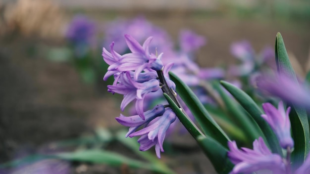 Aiuola di profumati giacinti viola fiori sullo stelo circondato da foglie verdi sotto la luminosa luce del sole primaverile rimpicciolisci primo piano concetto giardino primaverile