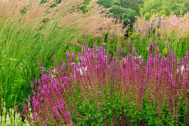 Aiuola di sfondo con vari fiori ed erbe aromatiche