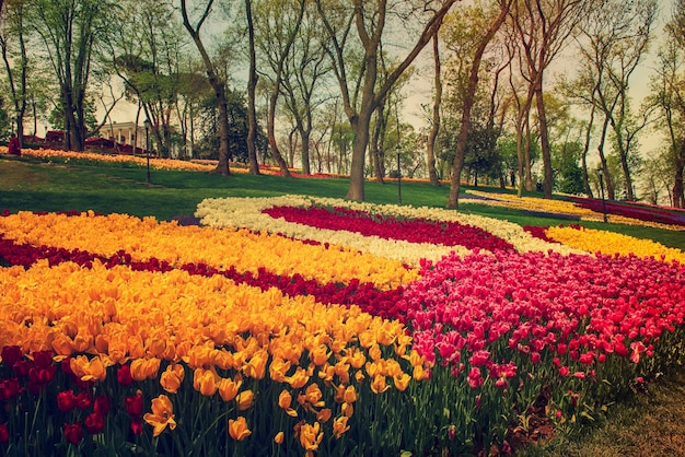 Aiuola di tulipani Colofur All'Emirgan Park Istanbul Festival dei fiori di tulipano