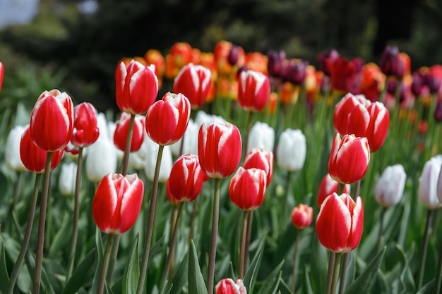 Aiuola di tulipani in fiore nel giardino fiorito di Keukenhof Keukenhof è il parco di fiori e tulipani più grande del mondo nell'Olanda Meridionale Lisse Olanda Meridionale Paesi Bassi