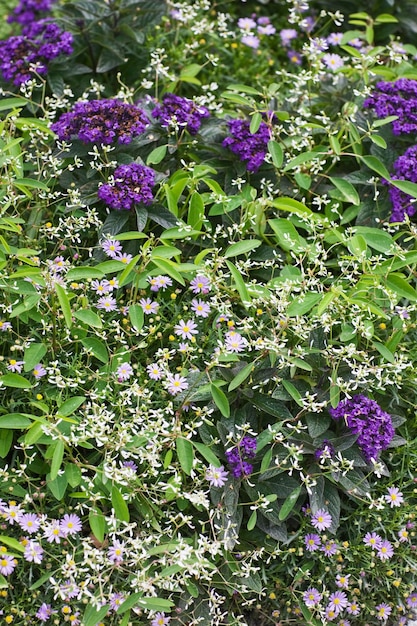 Aiuola lilla con Giardino Eliotropio e Aster