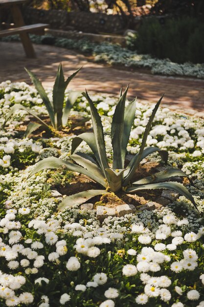 Aiuole con aloe nel Parco 8607