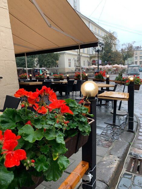 Aiuole con fiori rossi dopo la pioggia ascolta il caffè di strada