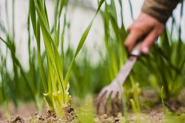 Aiuole di diserbo con piante agricole che crescono in giardino Diserbo e controllo dei parassiti in giardino Primo piano della terra coltivata