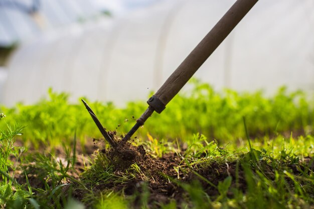 Aiuole di diserbo con piante agricole che crescono in giardino Diserbo e controllo dei parassiti in giardino Primo piano della terra coltivata