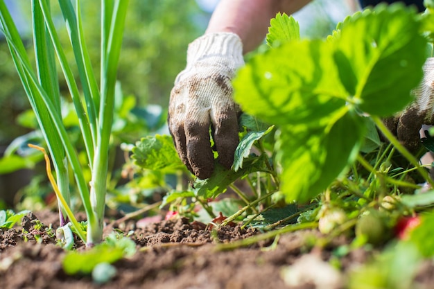 Aiuole di diserbo con piante agricole che crescono in giardino Diserbo in giardino Primo piano di terreni coltivati Lavori agricoli nella piantagione
