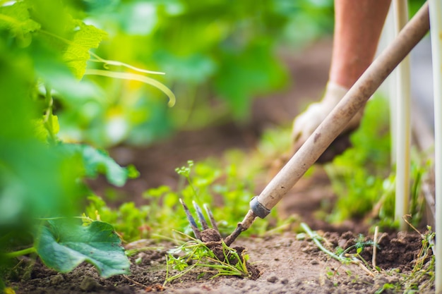 Aiuole di diserbo con piante agricole che crescono nel giardino Controllo delle infestanti nel giardino Primo piano del terreno coltivato Lavori agricoli sulla piantagione