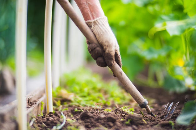 Aiuole di diserbo con piante agricole che crescono nel giardino Controllo delle infestanti nel giardino Primo piano del terreno coltivato Lavori agricoli sulla piantagione