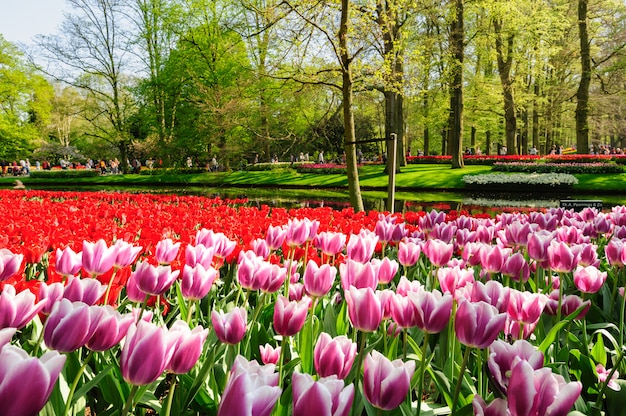 Aiuole di giardini Keukenhof a Lisse, Paesi Bassi