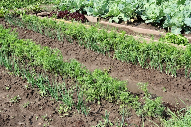 Aiuole verdi con verdure in crescita dopo l'irrigazione Cipolle e carote crescono nel giardino